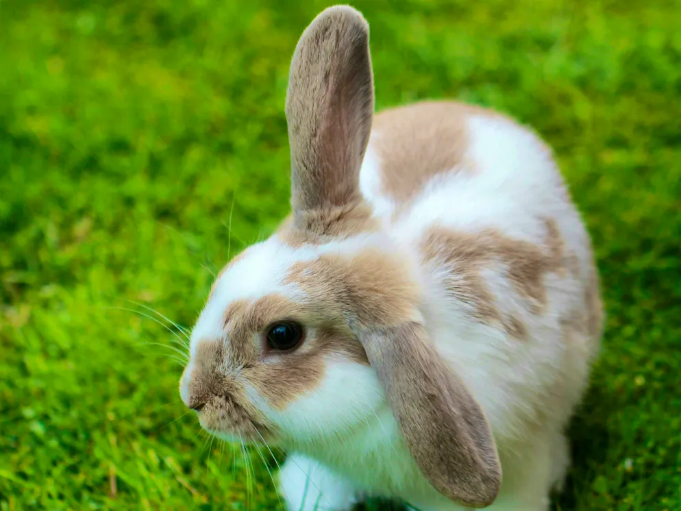 Hare and rabbit. Someone's all ears.