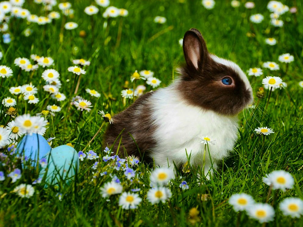 Hares and rabbits. ... ... and get into the spring mood in a field full of daisies.