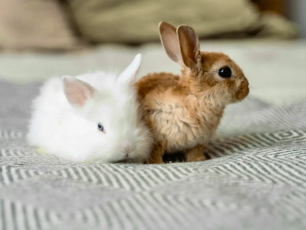 Hare and rabbit. It's best when you're with someone.