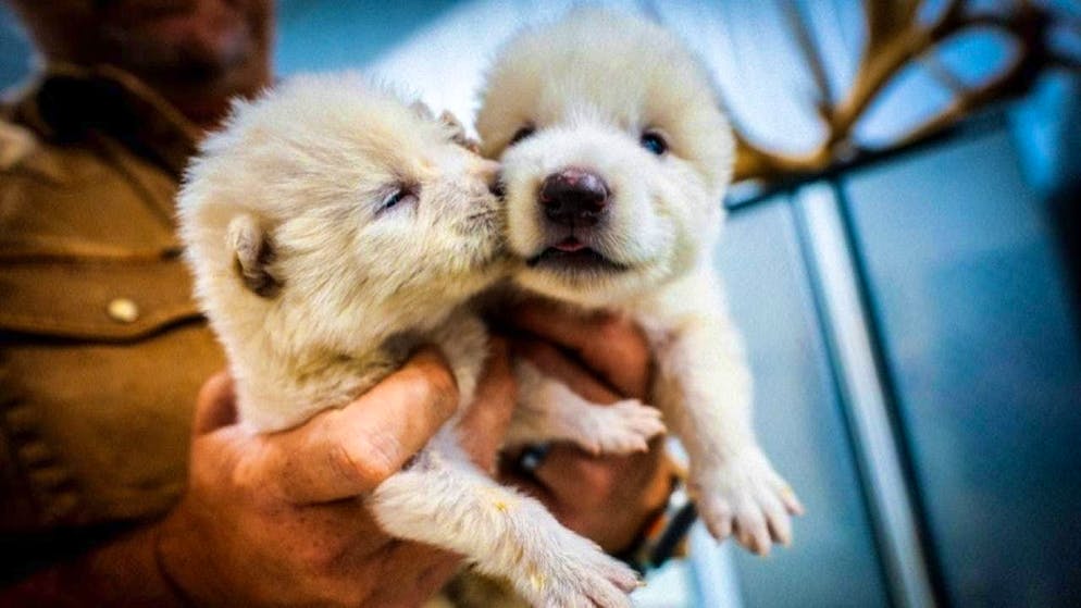 The company Colossal Biosciences claims to have bred original wolves