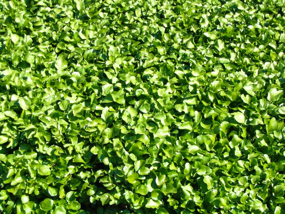 Souvent oublié, le cresson mérite sa place au cœur d’une alimentation saine, variée et équilibrée.