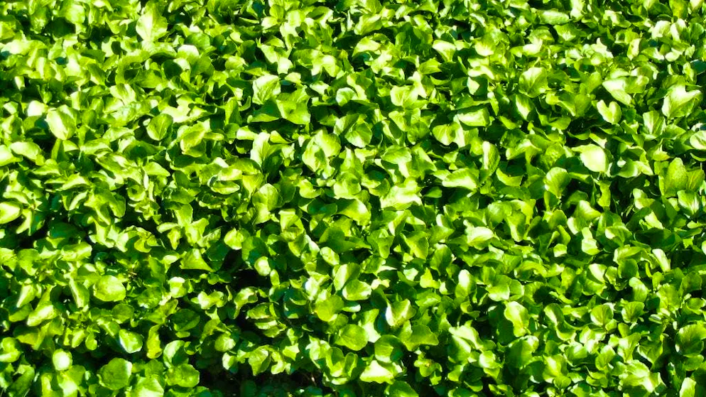 Valutato 100 su 100. Questo ortaggio è stato incoronato «l'alimento più sano del mondo»