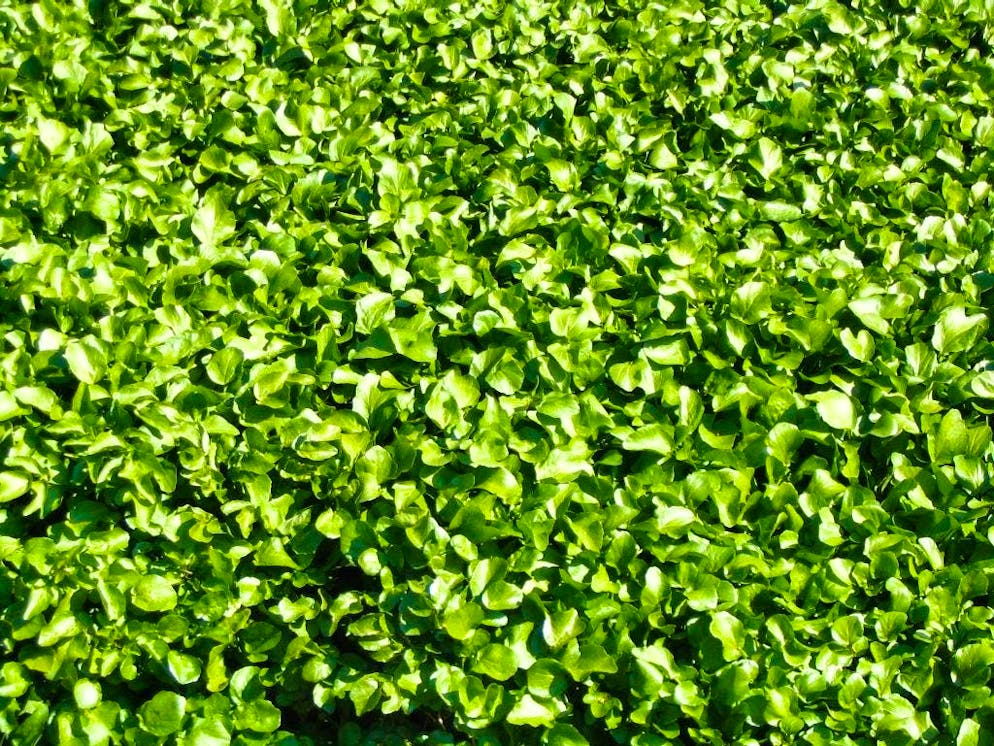 Spesso dimenticato, il crescione merita di essere inserito nel cuore di una dieta sana, varia ed equilibrata.