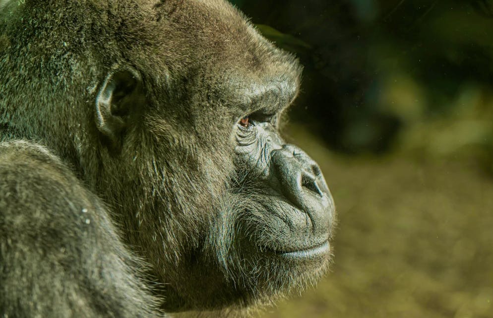 N'Gola was euthanized on Monday.