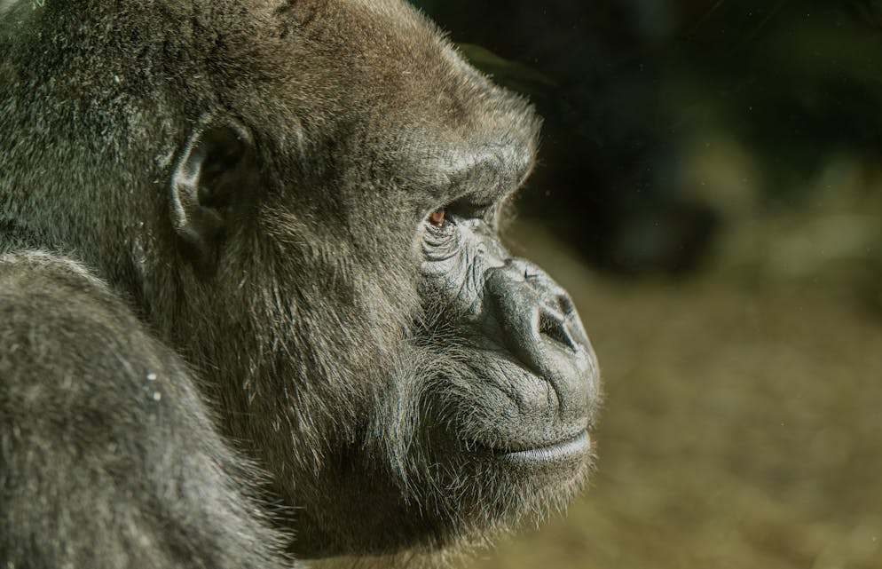 N'Gola wurde am Montag eingeschläfert.