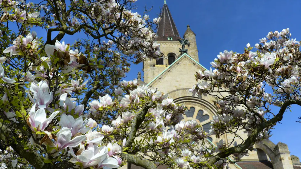 Selfies in a sea of blossom. Influencers destroy magnolia trees in front of Basel church