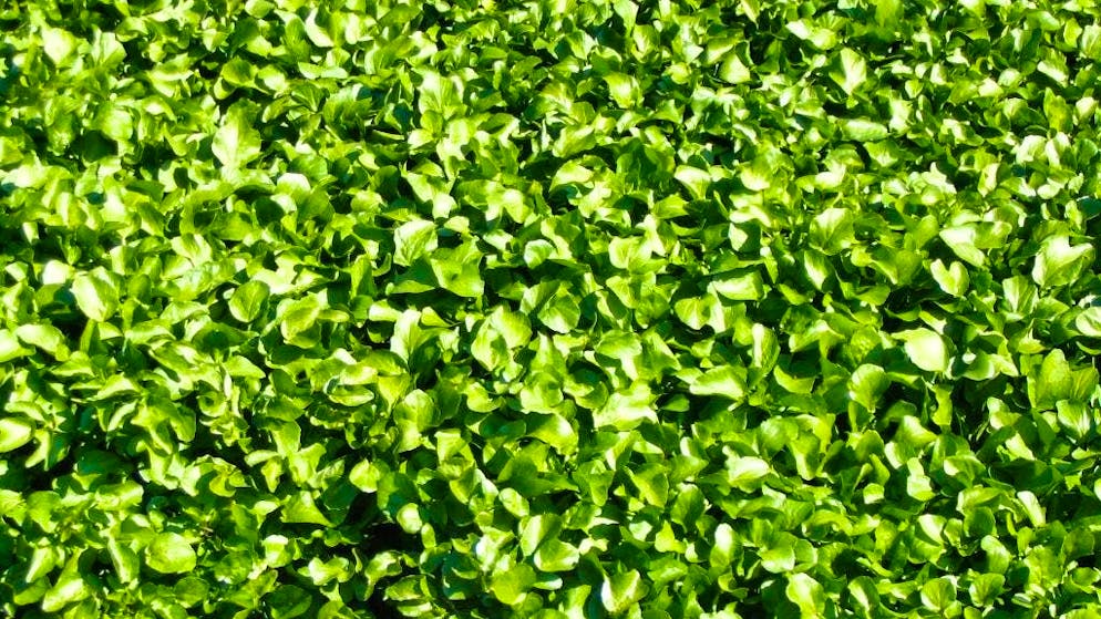 Superfood auf Knopfdruck. Dieses Gemüse ist das gesündeste Lebensmittel der Welt