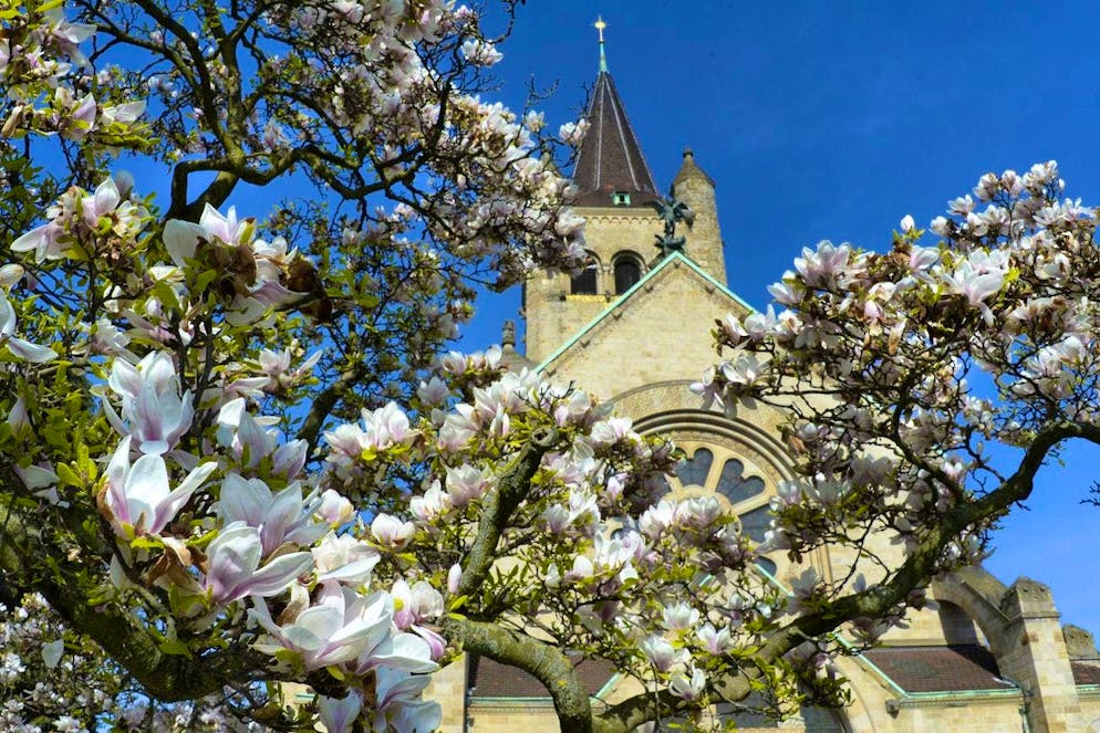 Those responsible at St. Paul's Church are concerned about the onslaught on the magnolias.