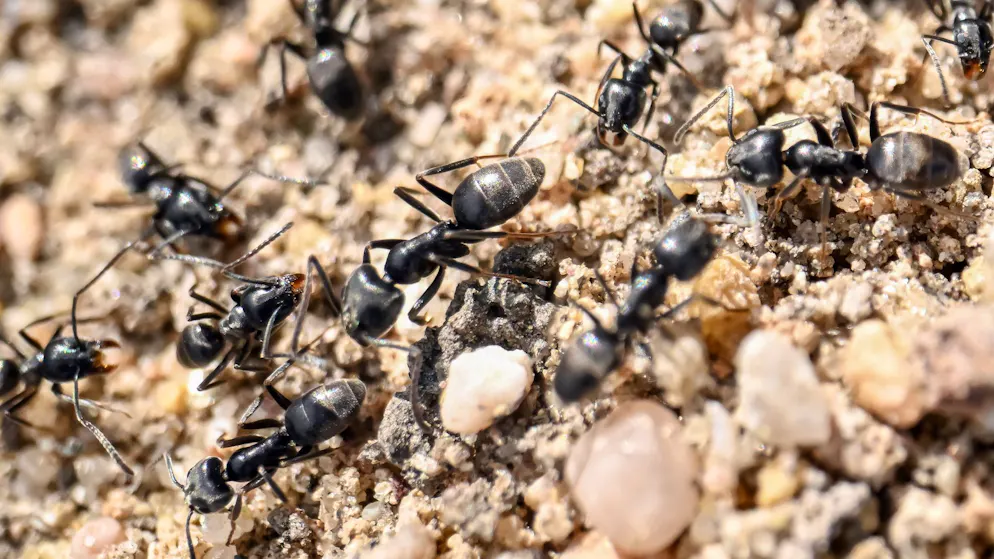 Courant coupé, tunnels, champs colonisés.... Invasion de fourmis à Zurich: «On ne voyait plus le sol»