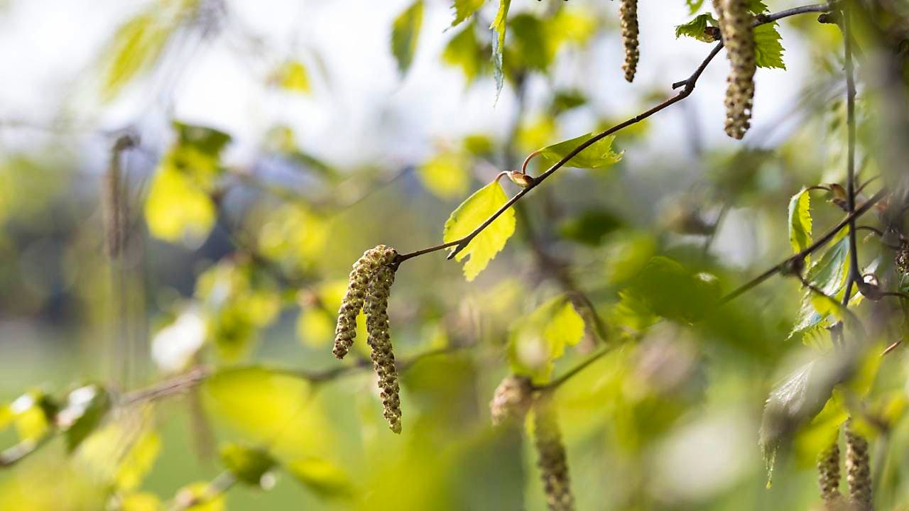 Animals. Mini caterpillar vibrates in defense of its mini territory