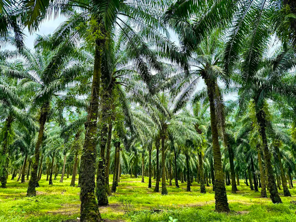 On the front line: indigenous people in climate change - Gallery. In Indonesia, huge areas of forest are being cut down because of the global palm oil boom.