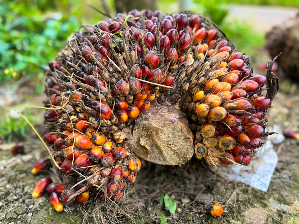 On the front line: indigenous people in climate change - Gallery. Palm oil is used in the production of chocolate cream, cookies and many ready-made products.