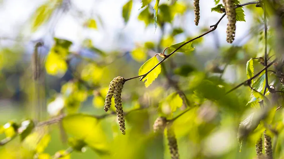 The mini caterpillar's territory is just the tip of a birch leaf. (archive picture)