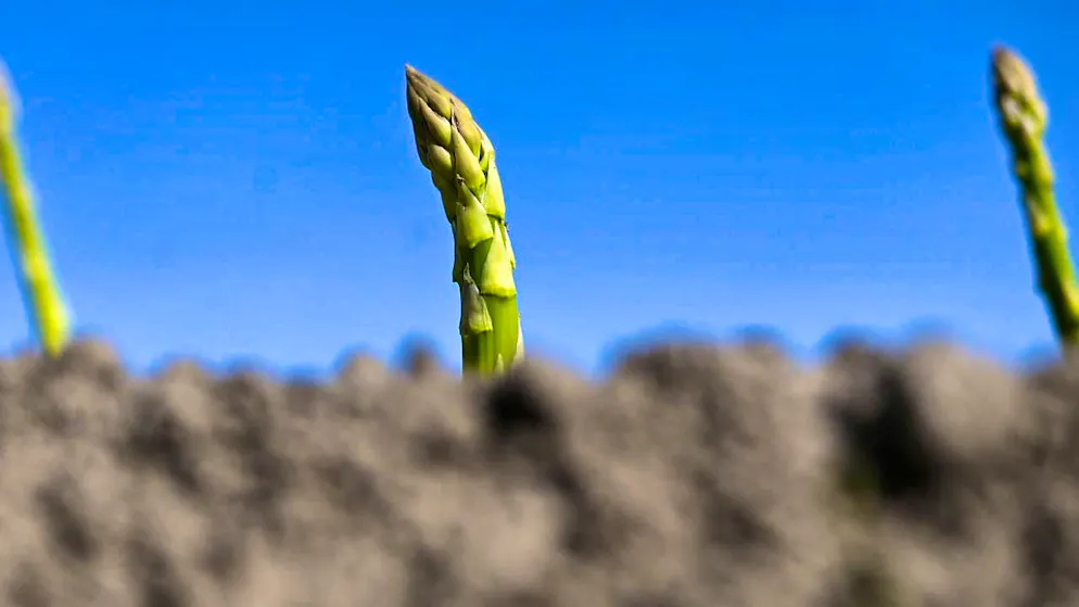 The first green asparagus have already been harvested in Swiss fields - but the big harvest is not expected until after Easter. (archive picture)