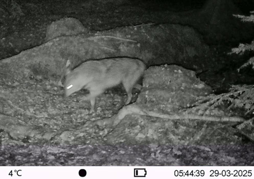 A golden jackal falls into the photo trap in the municipality of Neuenkirch on March 29.