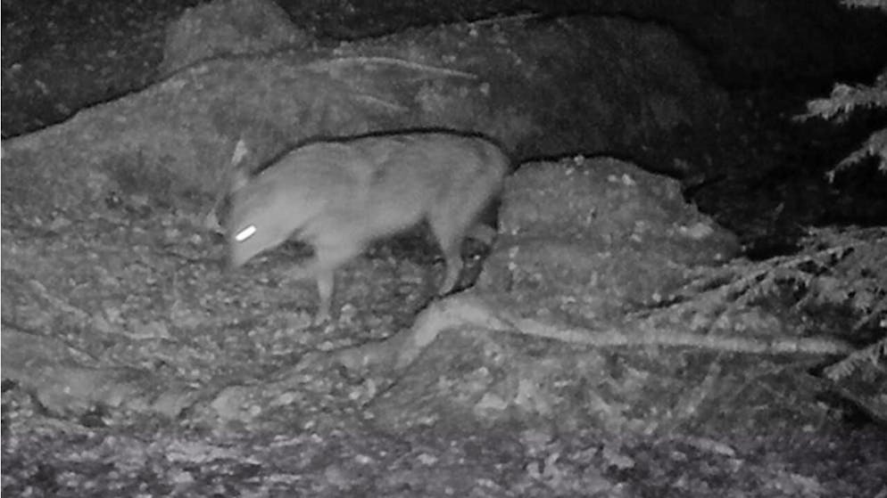 Lo sciacallo dorato ripreso all'alba del 29 marzo da una foto trappola nel canton Lucerna.