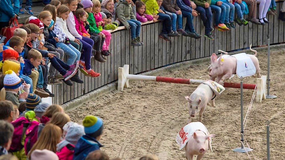 La corsa dei maialini alla fiera dell'Olma (foto d'archivio)