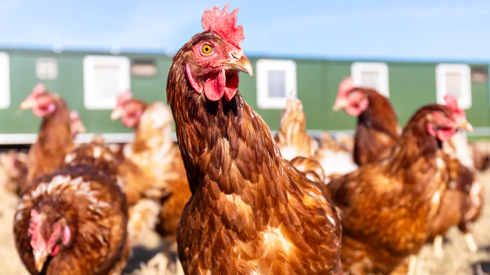 Vifs débats. Qu'est-ce qui est apparu en premier, la poule ou l'œuf ?