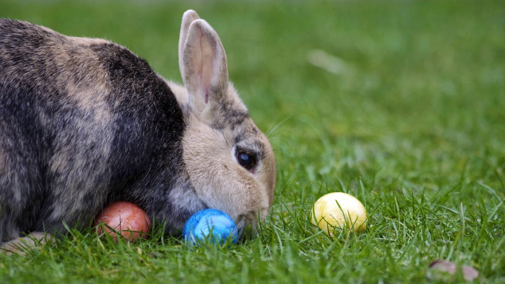 Le lapin est LE symbole de Pâques par excellence.