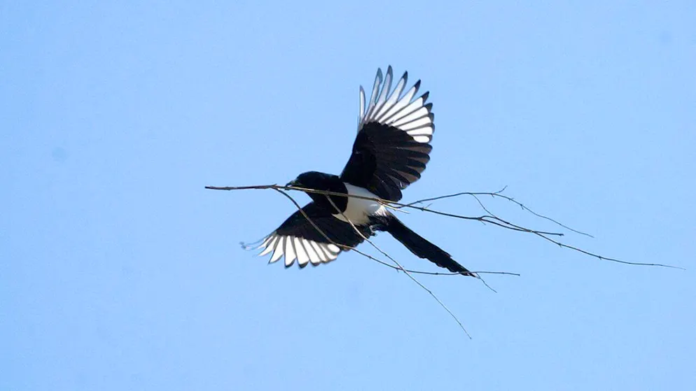 L'aversion à la nouveauté est particulièrement prononcée chez les pies (archives).