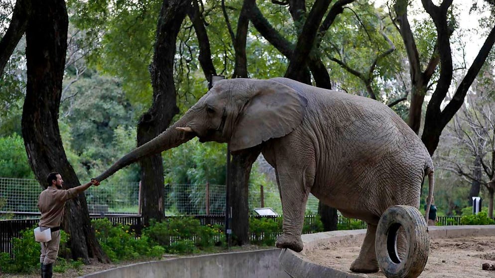 L'elefantessa Pupy nell'Ecoparco di  Buenos Aires, Argentina. (foto d'archivio)