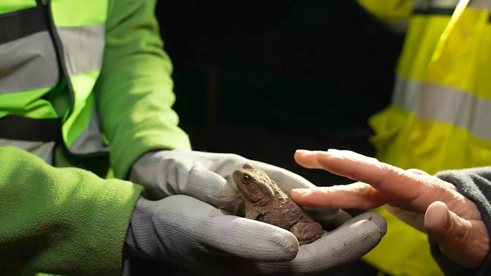 Mitten in der Amphibienwanderung. Ein Einsatz zwischen Leben retten und Lebensgefahr