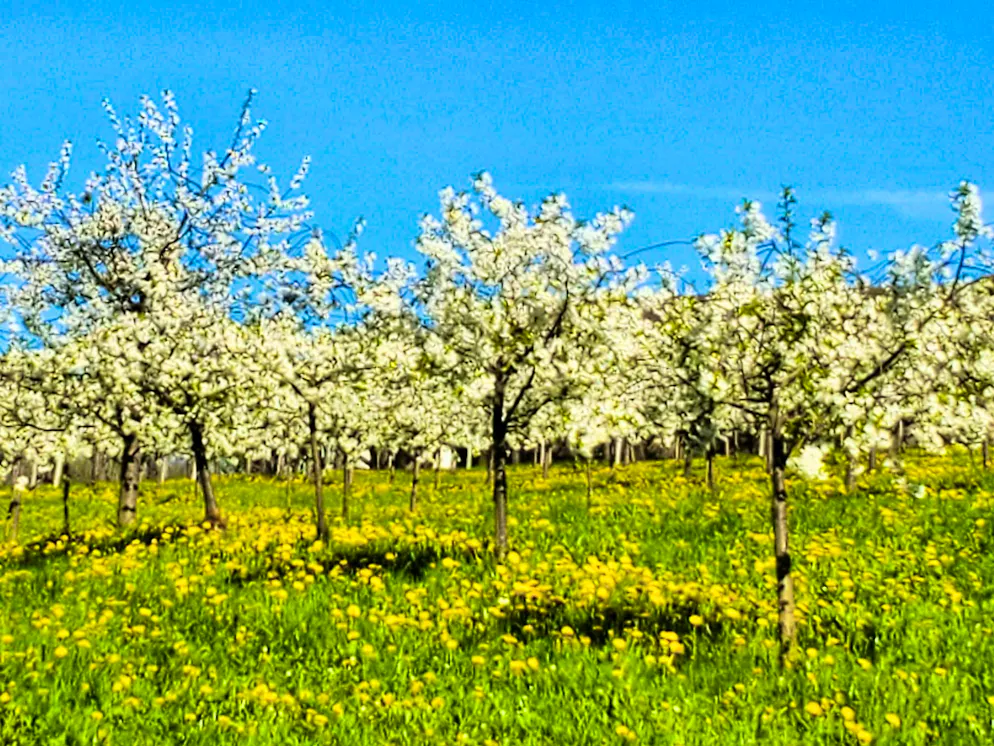Easter 2025. Bright spring day with cherry blossom trees on dandelion meadow Schönmatt in Arlesheim BL.