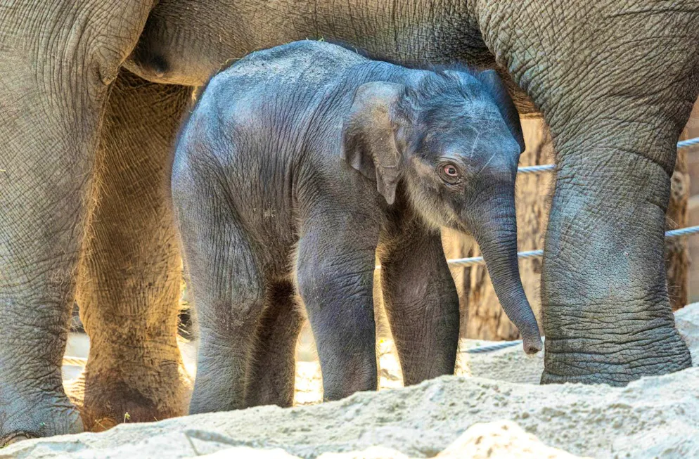 The new elephant calf.