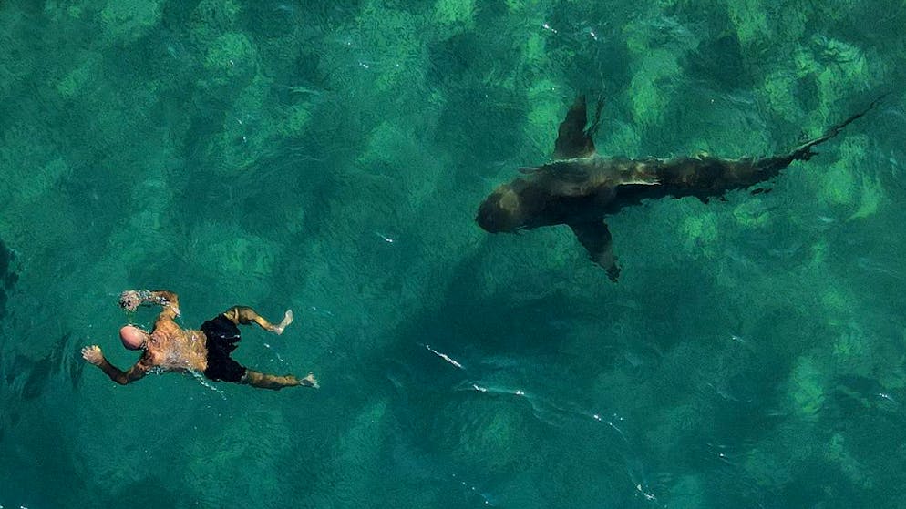 Sempre più vicini alle coste. Ecco le ultime parole disperate di un uomo prima di venir trascinato da uno squalo