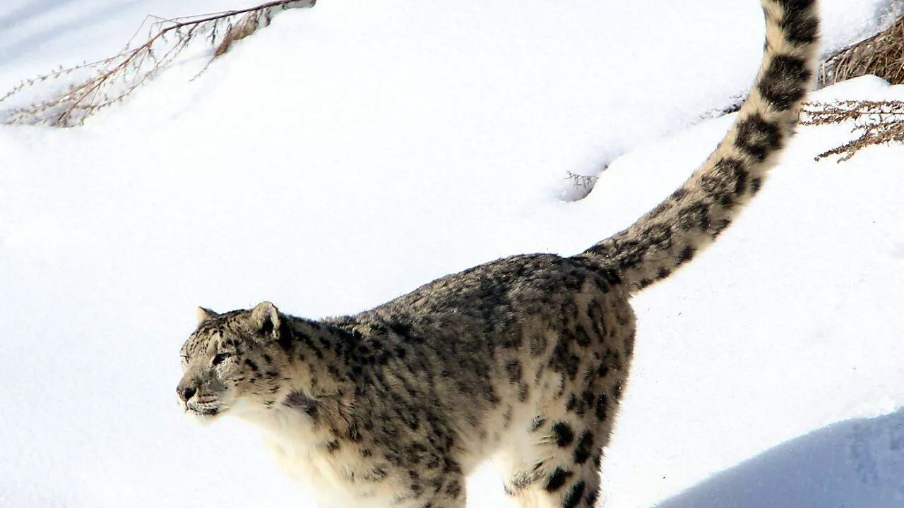 Environnement. Népal: les panthères des neiges estimées à près de 400