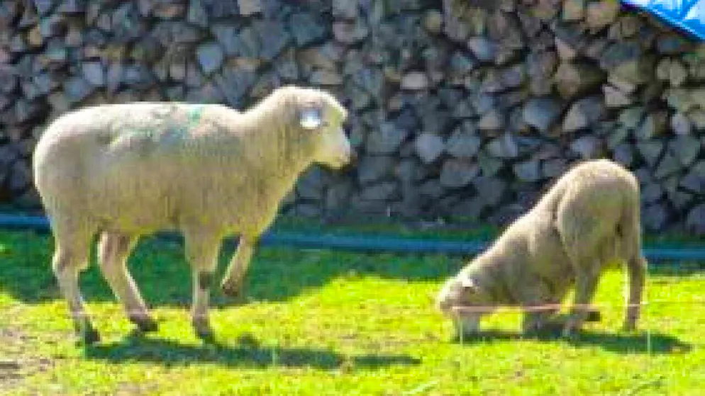 Mottled limp is painful: sheep have to graze on their knees and find it difficult to walk.