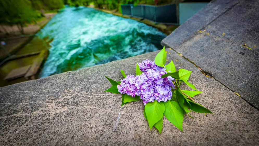 Accident at Eisbach wave - shock over death of surfer - Gallery. Flowers commemorate the surfer who died in the accident. 