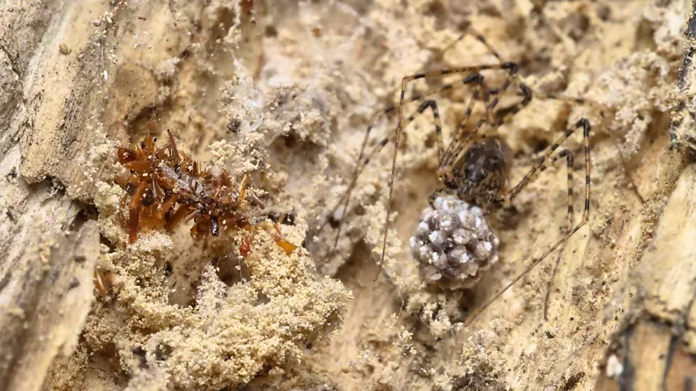 The research team discovered the larvae of the caterpillar in a small, 15-square-kilometer patch of mountain forest in Hawaii. (archive picture)