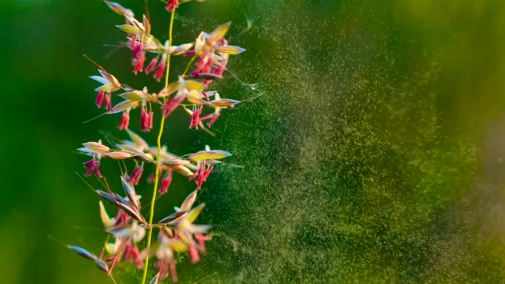 Attention pollen allergy sufferers: The grass pollen is already flying.