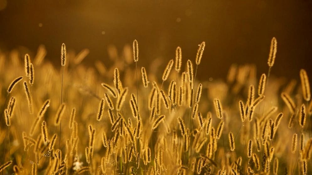 La stagione dei pollini di graminacee è iniziata in anticipo (foto simbolica)