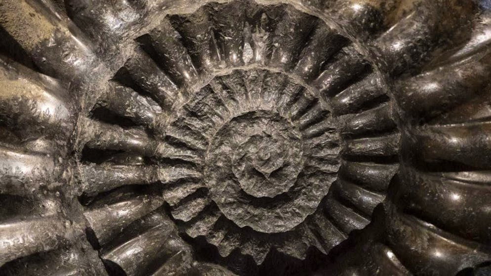 According to the researchers, fossils are much more than just bones. (archive picture)