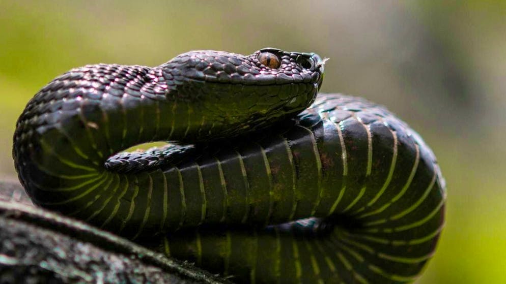 The Aspis viper is the second species of venomous snake found in Switzerland after the adder. (archive picture)