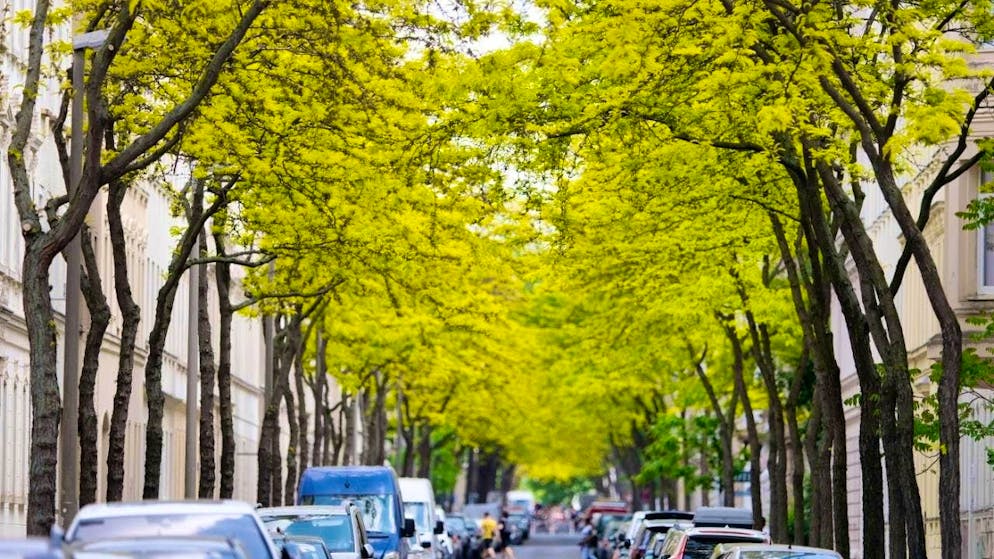 Global warming is increasing heat stress - especially in cities. A study shows how much people could benefit from green spaces. (archive image)