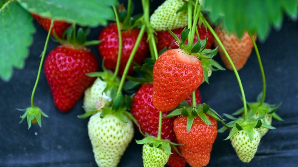 La stagione promette bene per le fragole svizzere