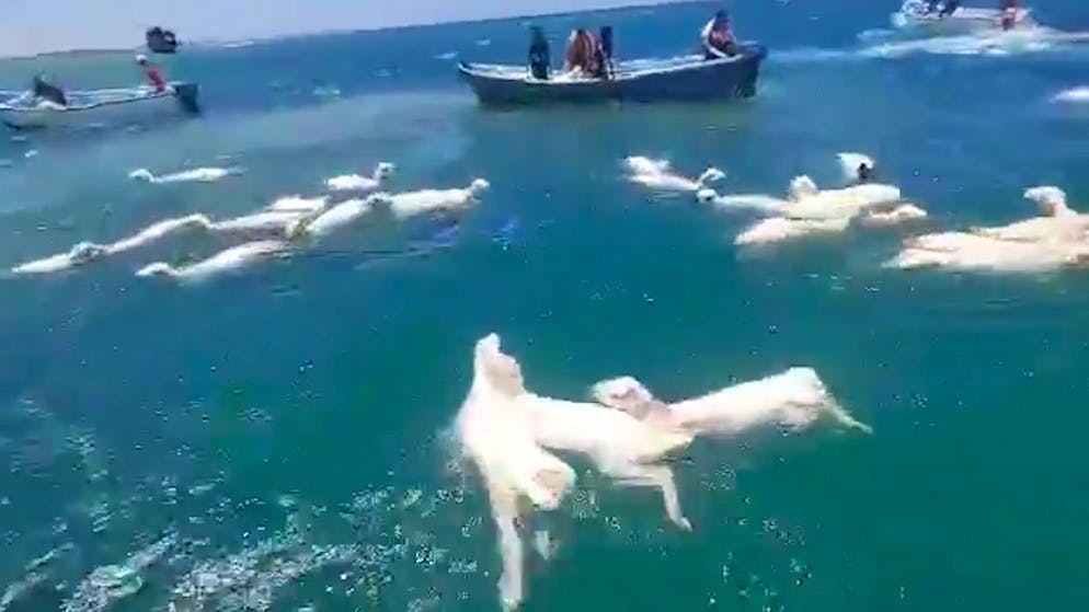 Rettungsaktion im Roten Meer. Männer fischen ertrinkende Schafe aus dem Meer