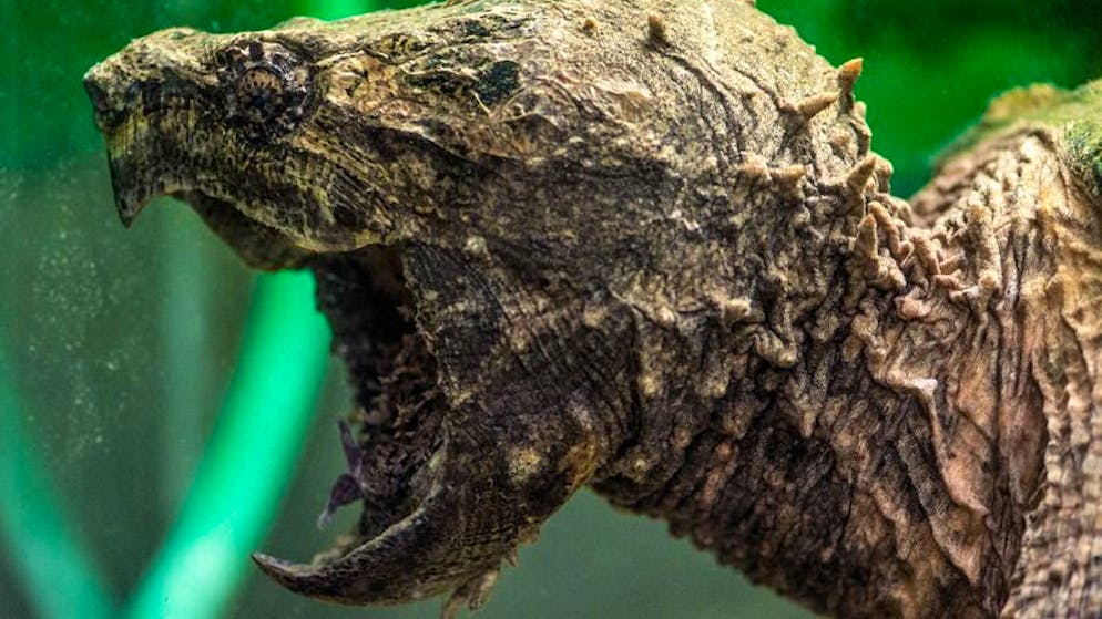 Extreme Beisskraft. Arbeiter entdecken gefährliche Schildkröte bei Kanalarbeiten