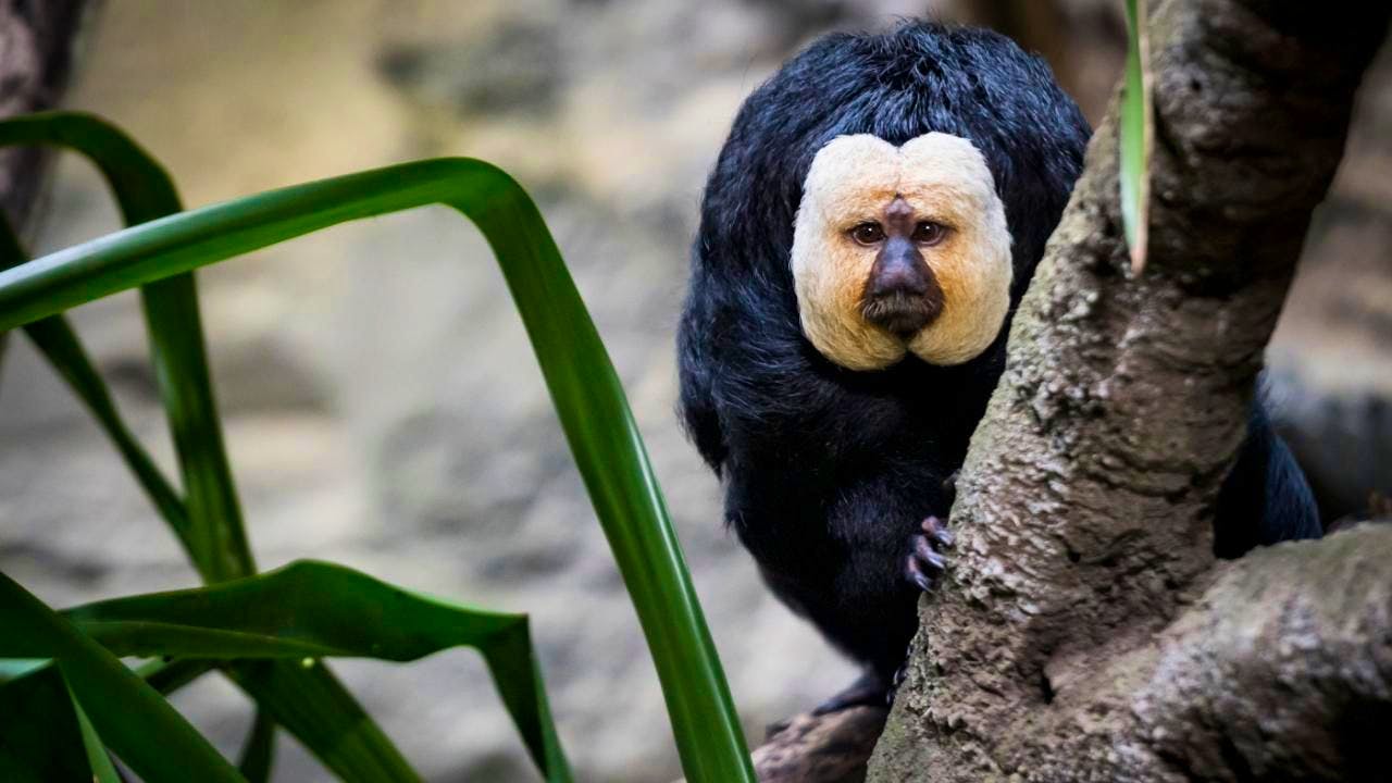 Czech Republic. Zoo visitors allegedly fed monkeys with chocolate