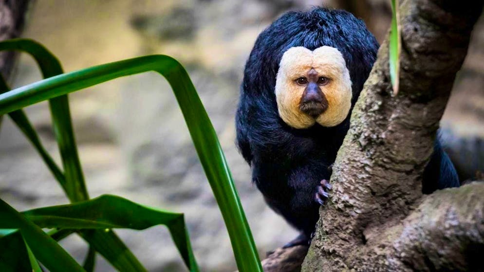 White-headed sakis originate from north-eastern South America. (archive picture)