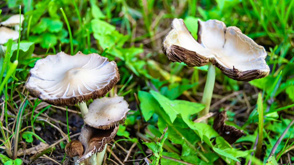 Sotto processo. Uccise i suoceri con una salsa ai funghi velenosi, ecco cosa è successo