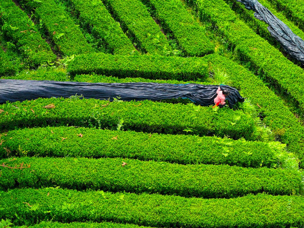 Der Tee wird auf dem Feld beschattet.