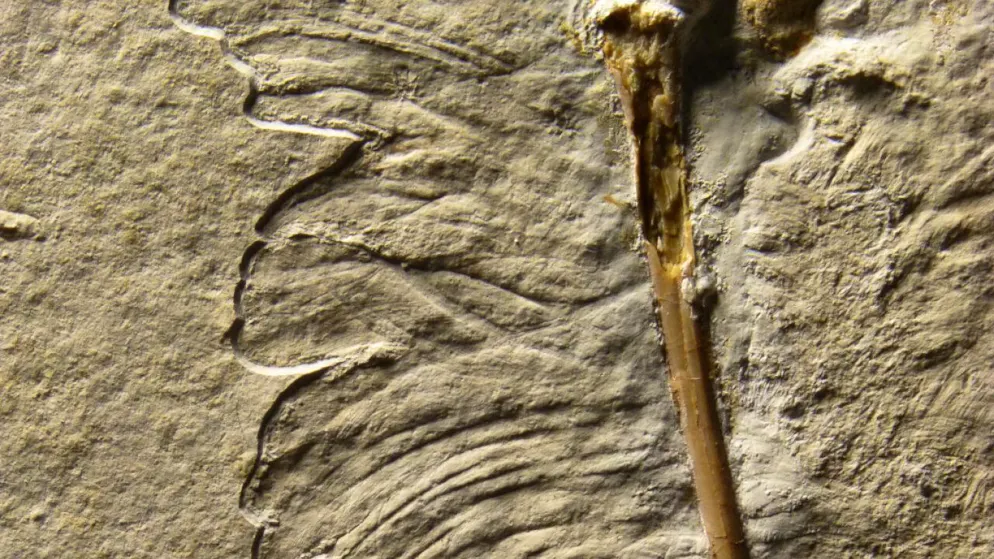 Un fossile dévoile ses secrets. On en sait plus sur l'Archaeoptéryx, le dinosaure volant