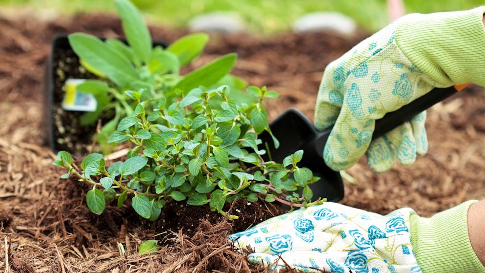 Tipps zur Gartenarbeit. Diese Pflanzen sollten besser nicht im gleichen Beet wachsen