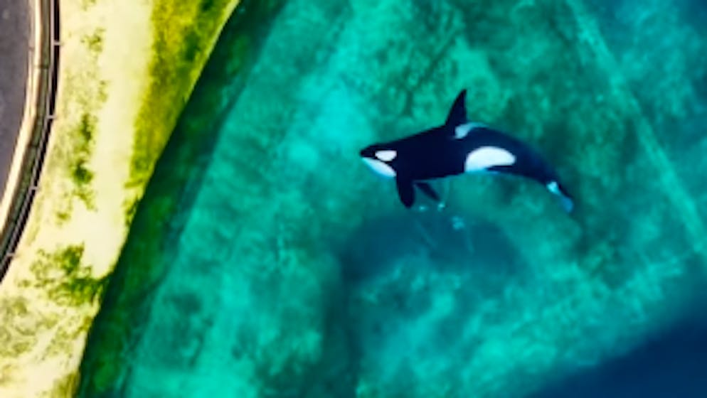 Gefangen im Stillstand. Grüner Schleim, braunes Wasser – diese Orca-Bilder berühren gerade die ganze Welt