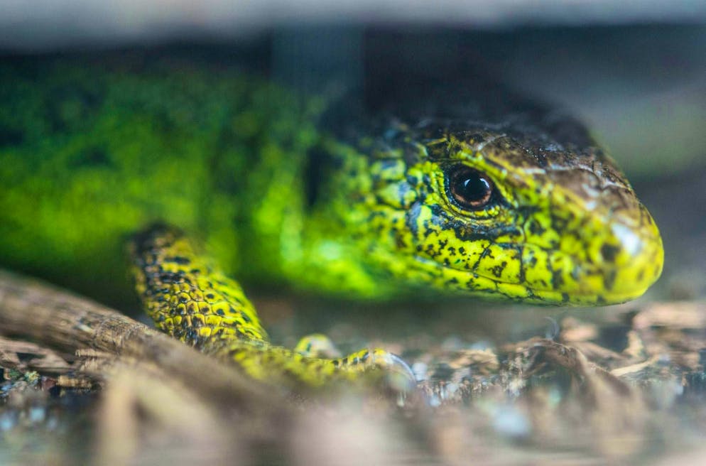 Modern reptiles like this fence lizard are reminiscent of the early land vertebrates that conquered the mainland 350 million years ago. (archive picture)