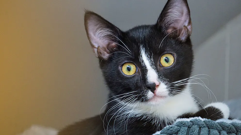Animali. Gattina percorre 400 km nel telaio di un'auto, salva per miracolo